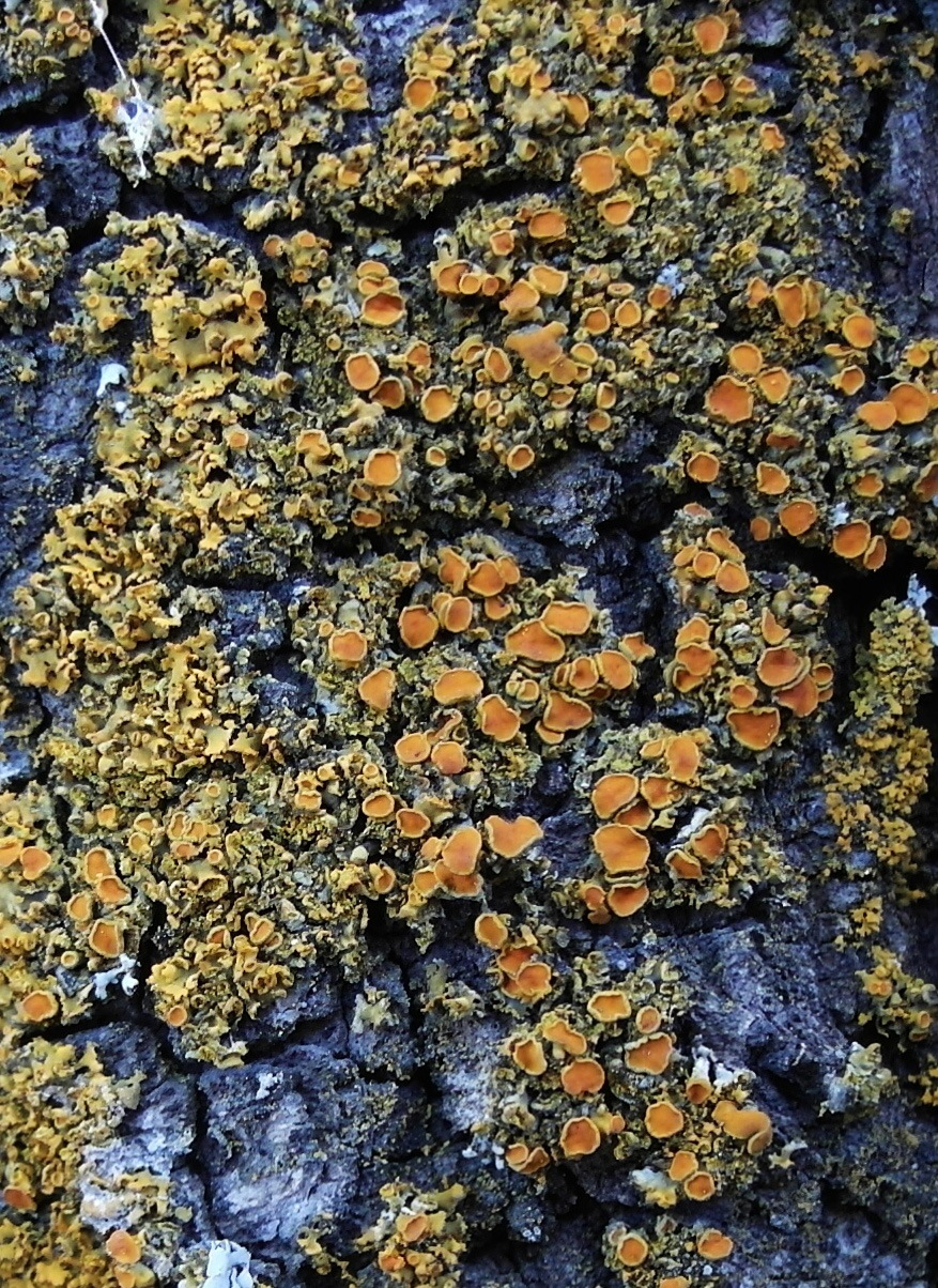 Observation mo-366803, Xanthomendoza sogdiana