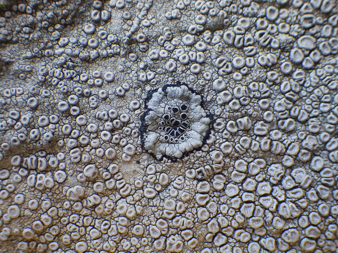 Observation mo-366830, Lecanora gangaleoides
