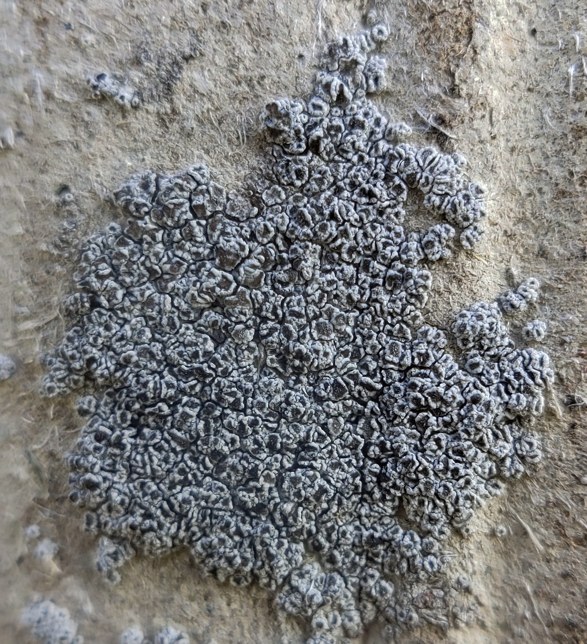 Observation mo-367418, Lecanora crenulata
