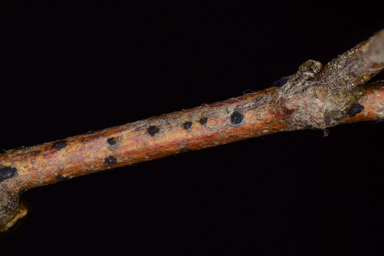 Observation mo-367773, Melanconium stromaticum
