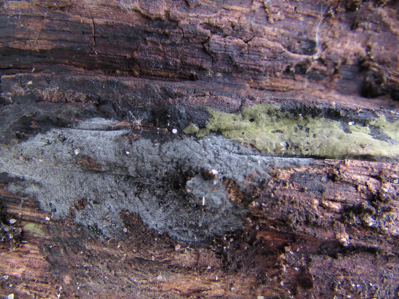 Observation mo-368089, Chaetosphaeria pulviscula
