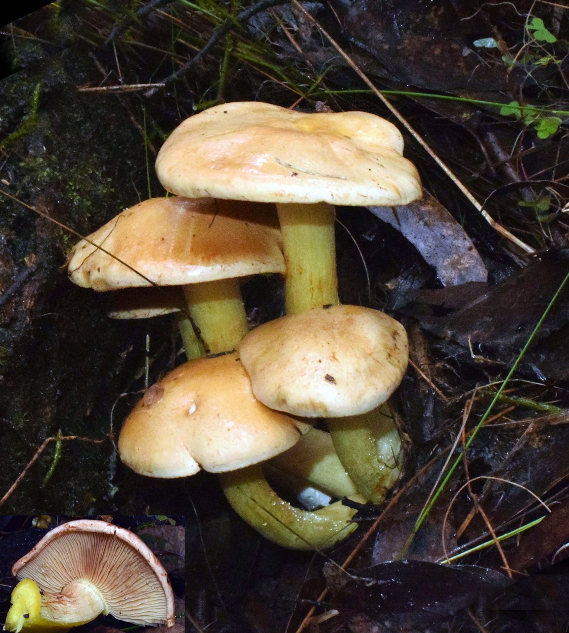 Observation mo-369444, Cortinarius memoria-annae
