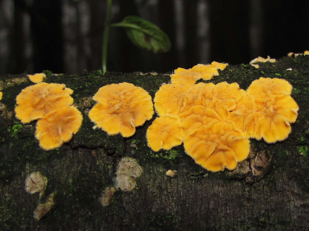Observation mo-369455, Aleurodiscus limonisporus