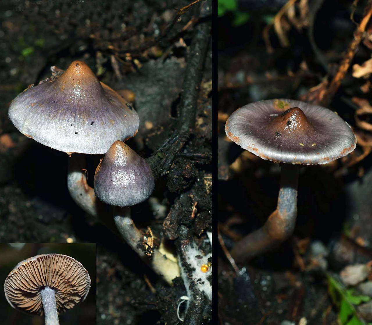 Observation mo-369855, Cortinarius pseudorotundisporus