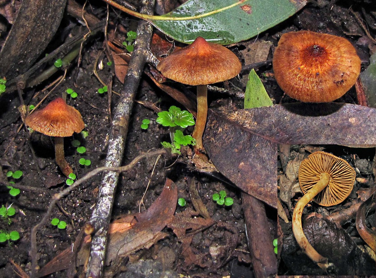 Observation mo-369916, Cortinarius mastoideus