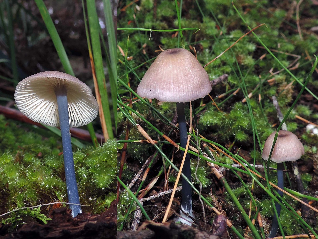Observation mo-369925, Entoloma albidocoeruleum