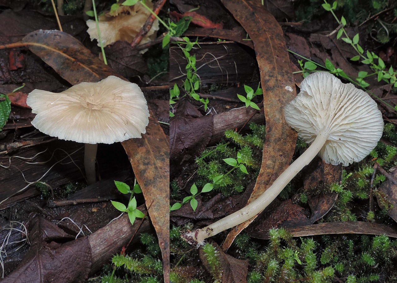 Observation mo-369961, Entoloma stramineopallescens
