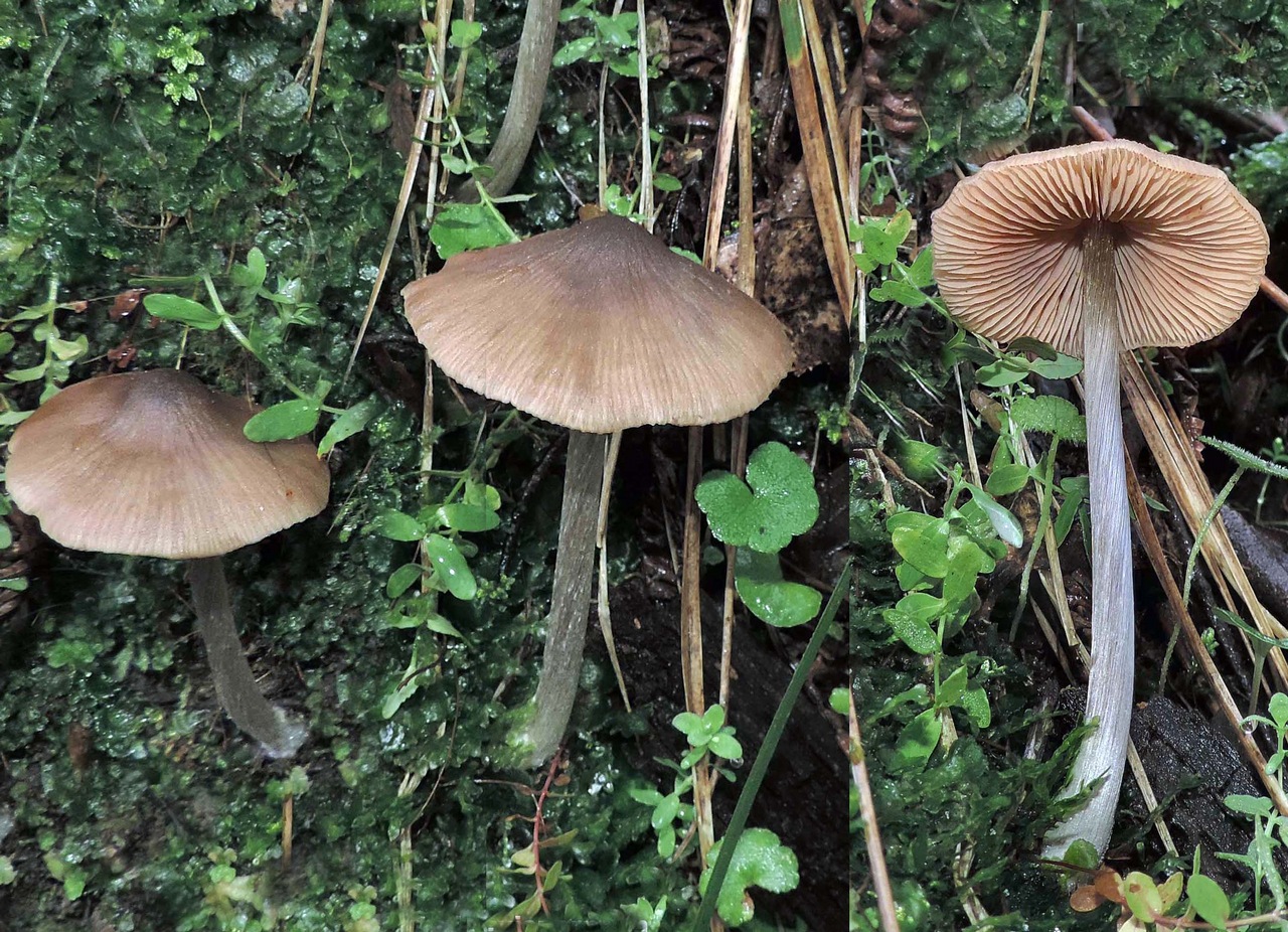 Observation mo-369976, Entoloma brevispermum