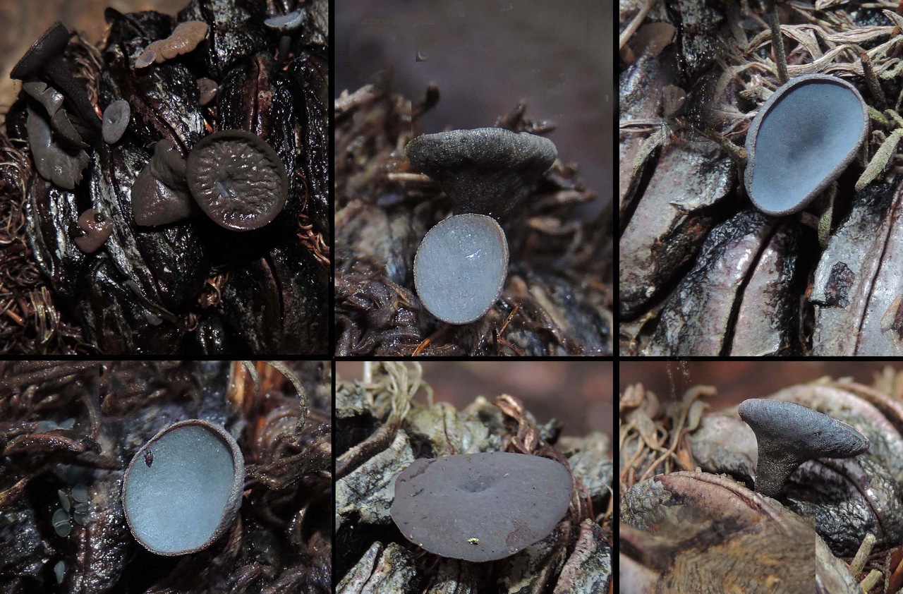 Observation mo-370089, Banksiamyces macrocarpus