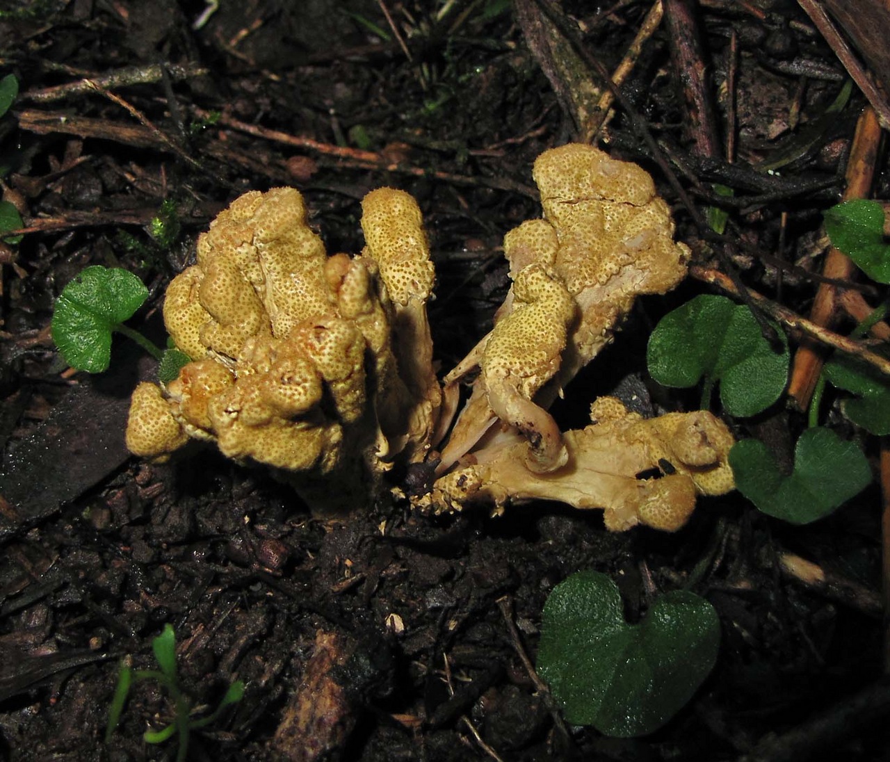 Observation mo-370116, Cordyceps cranstounii