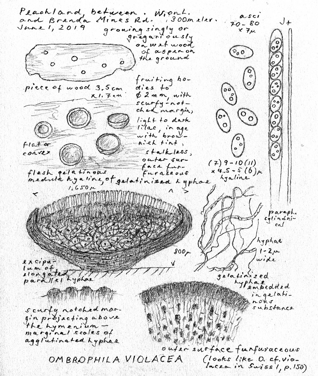 Observation mo-370117, Ombrophila violacea