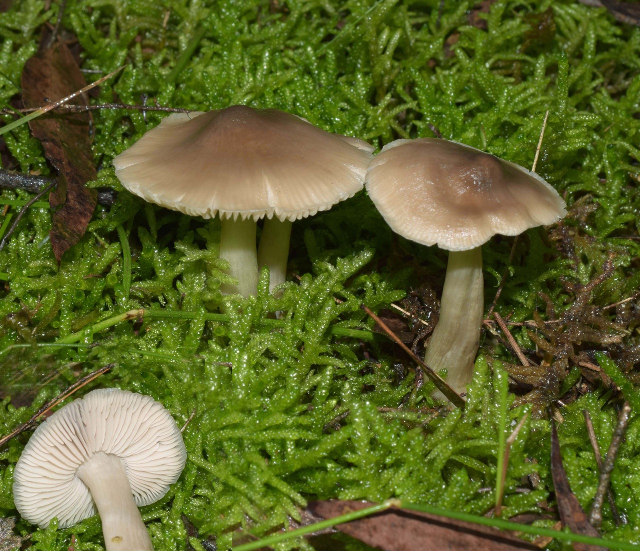 Observation mo-370239, Entoloma baronii