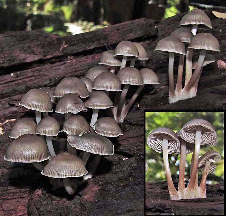 Observation mo-370399, Mycena tuvara