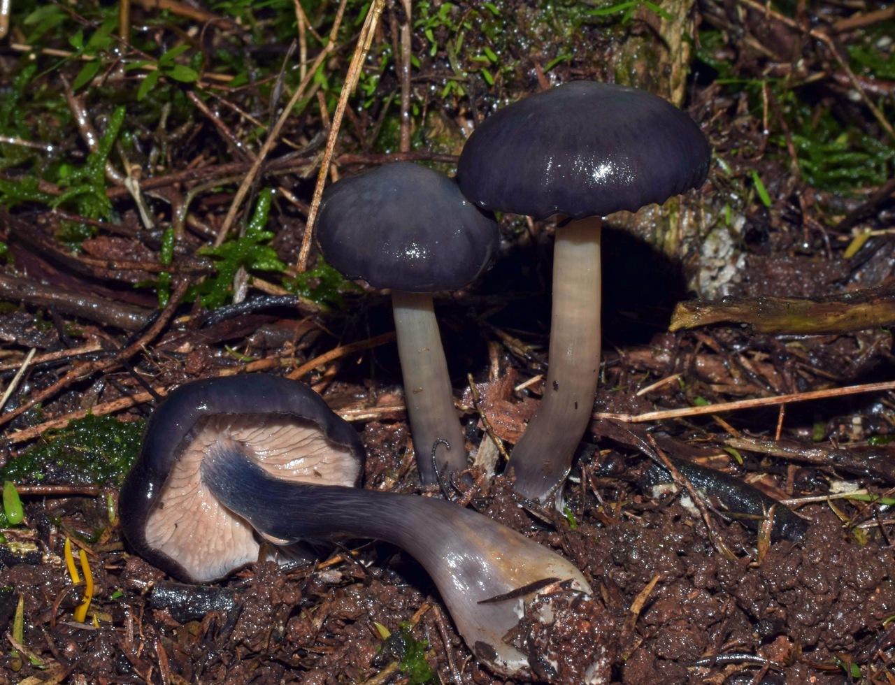 Observation mo-370402, Entoloma sepiaceovelutinum