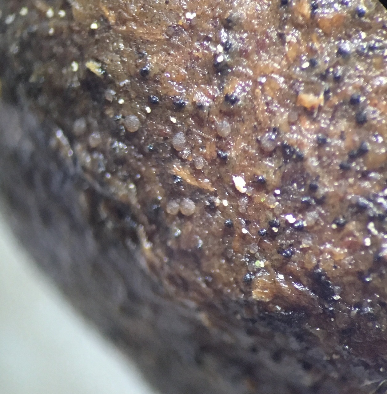 Observation mo-370421, Coprotus lacteus