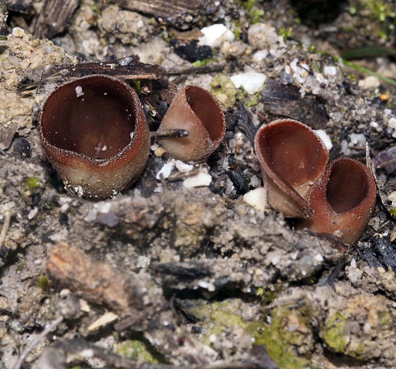 Observation mo-370700, Nothojafnea cryptotricha