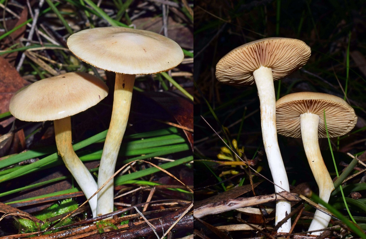 Observation mo-370702, Cortinarius austroalbidus