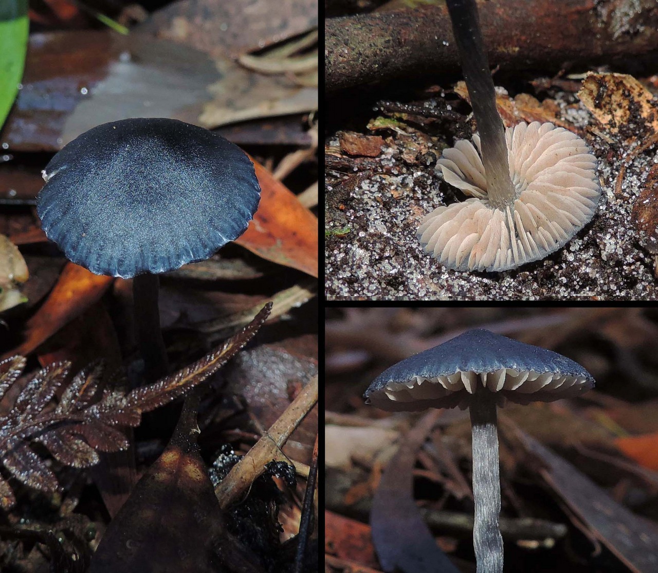 Observation mo-370850, Entoloma coeruleogracilis