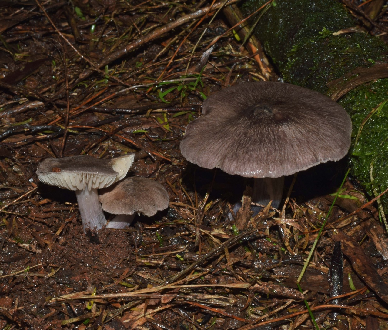 Observation mo-370968, Entoloma kermandii
