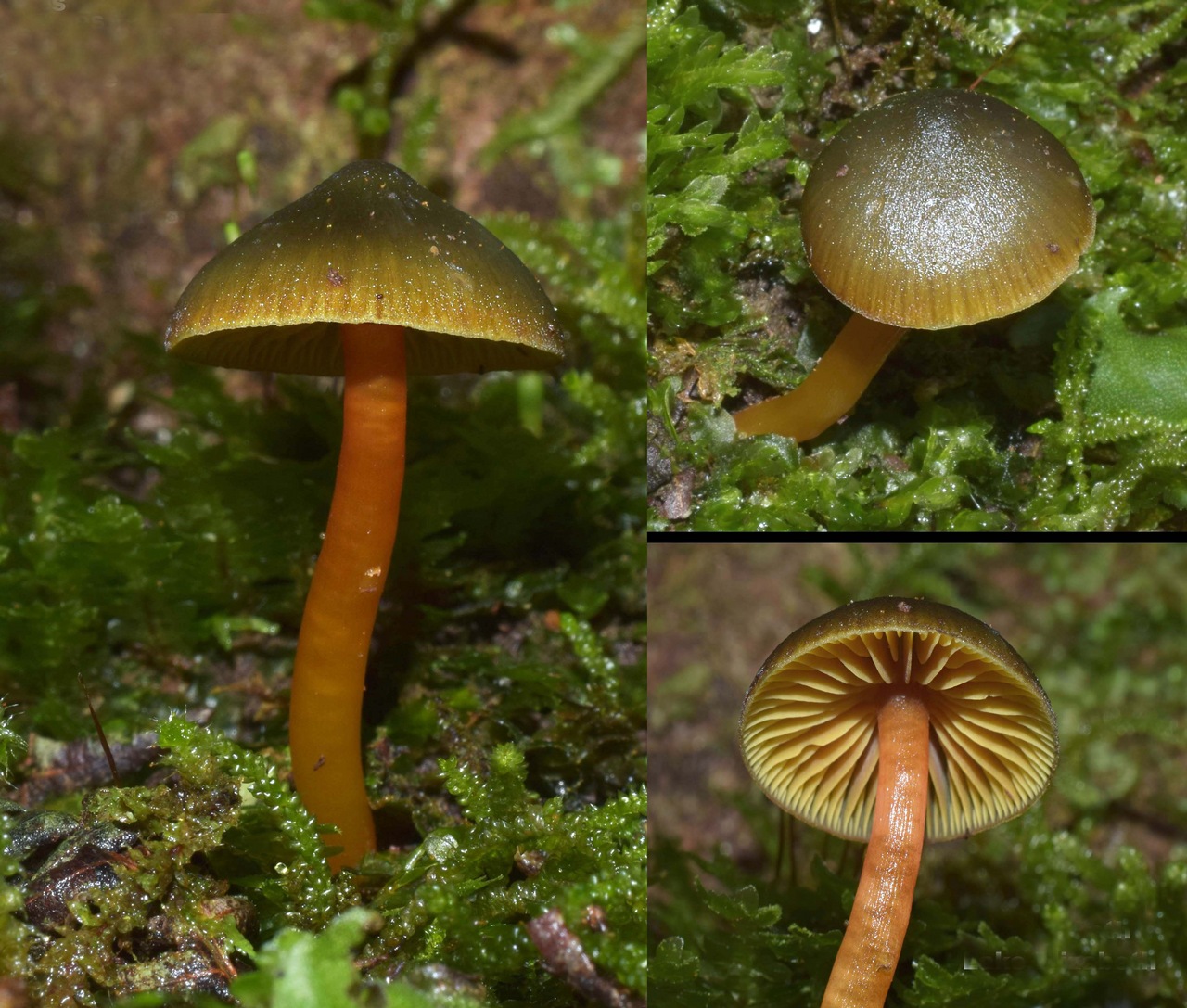 Observation mo-370972, Hygrocybe aurantipes