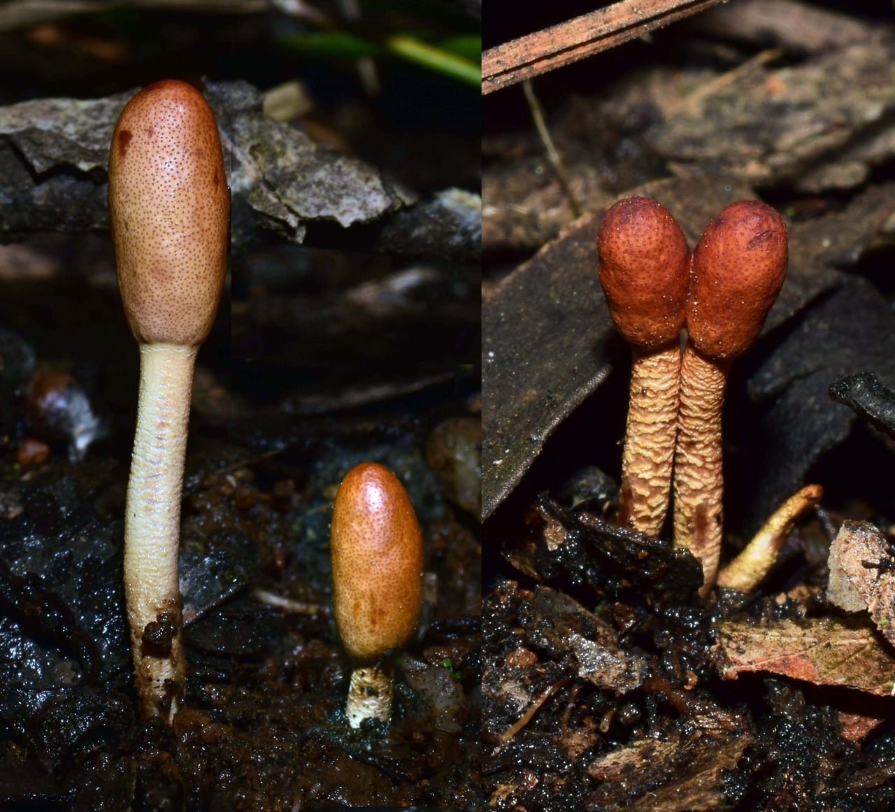 Observation mo-370975, Cordyceps meneristitis