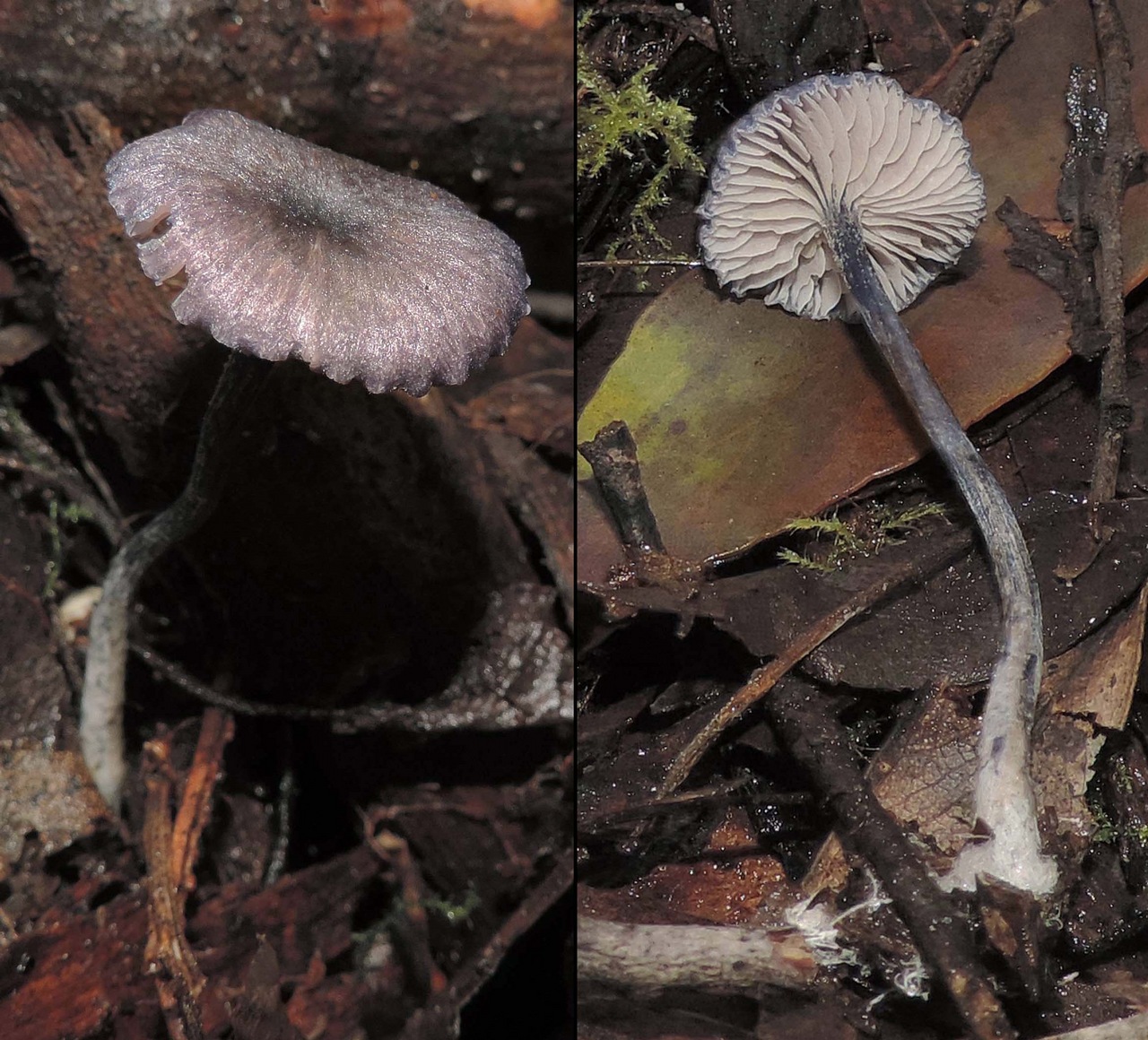 Observation mo-371131, Entoloma uliginicola