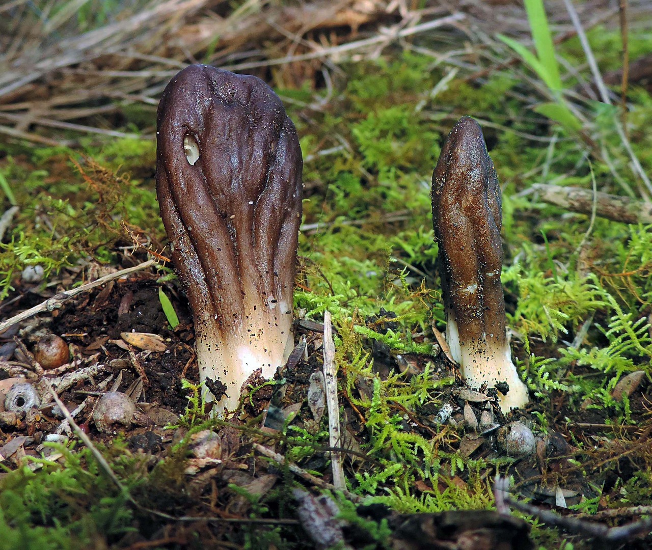 Observation mo-371478, Underwoodia beatonii