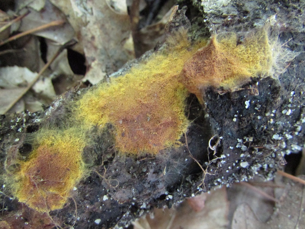 Observation mo-371519, Phlebiella vaga