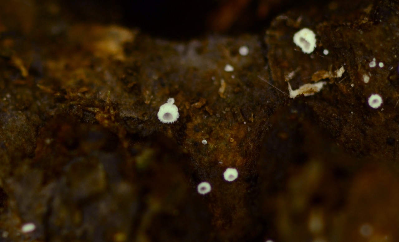 Observation mo-371559, Flagelloscypha langloisii