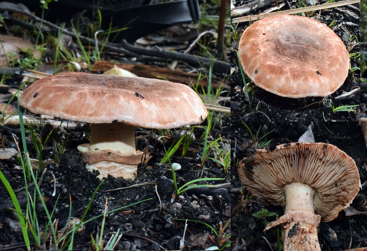 Observation mo-371983, Tricholoma australis