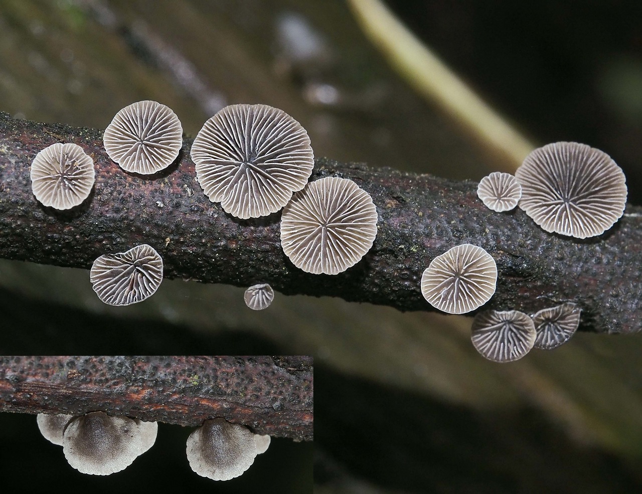 Observation mo-372138, Resupinatus cinerascens