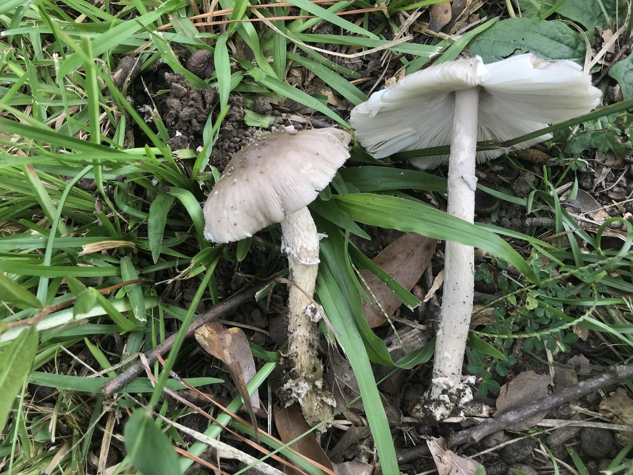 Observation mo-372148, Amanita pseudoinsinuans