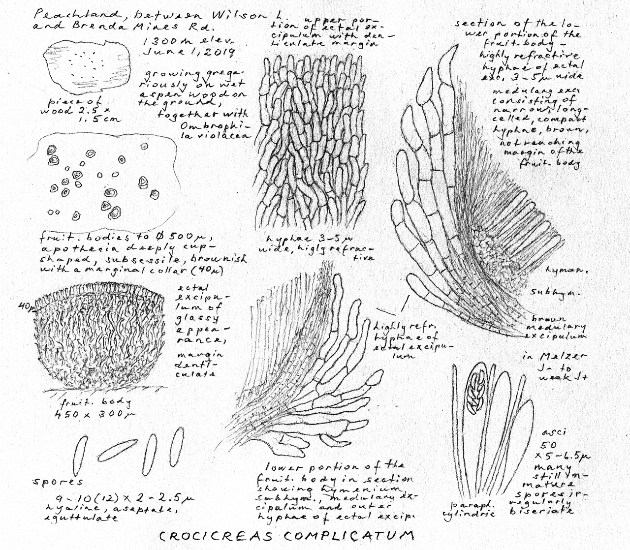 Observation mo-372149, Crocicreas complicatum