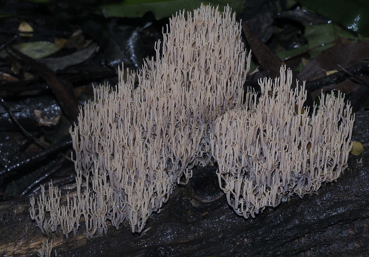 Observation mo-372239, Artomyces austropiperatus