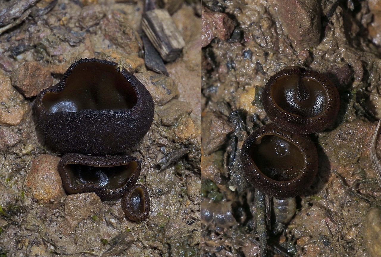 Observation mo-372463, Aleurina calospora