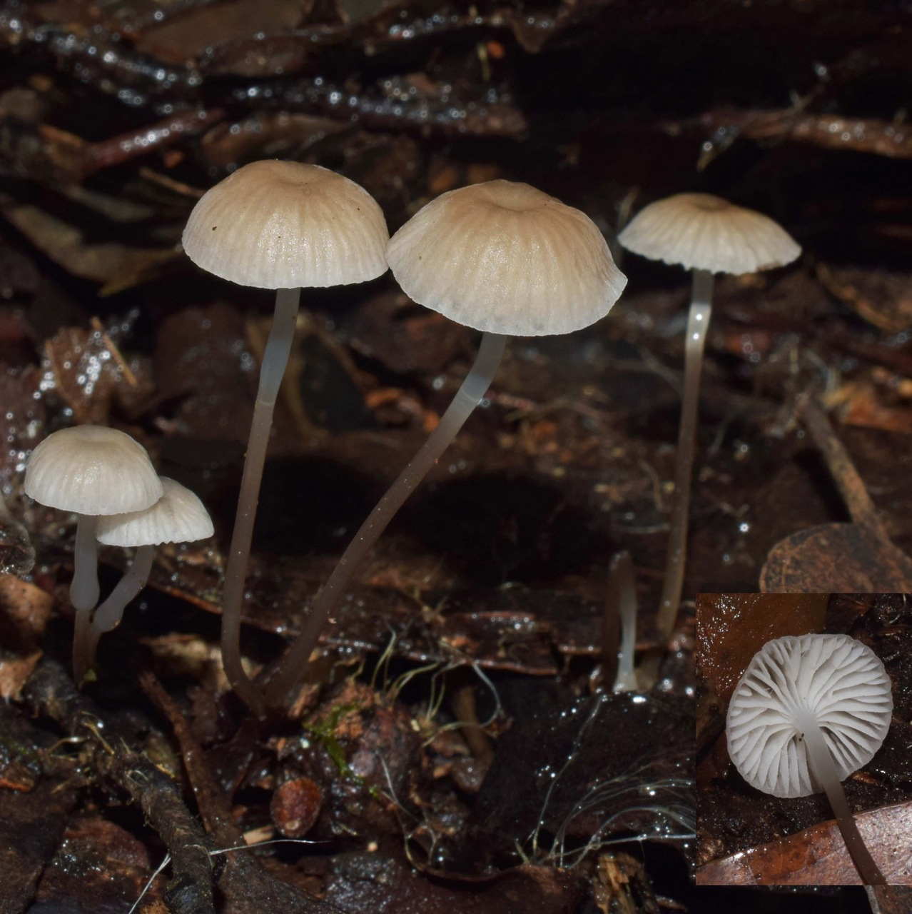 Observation mo-372638, Mycena mijoi