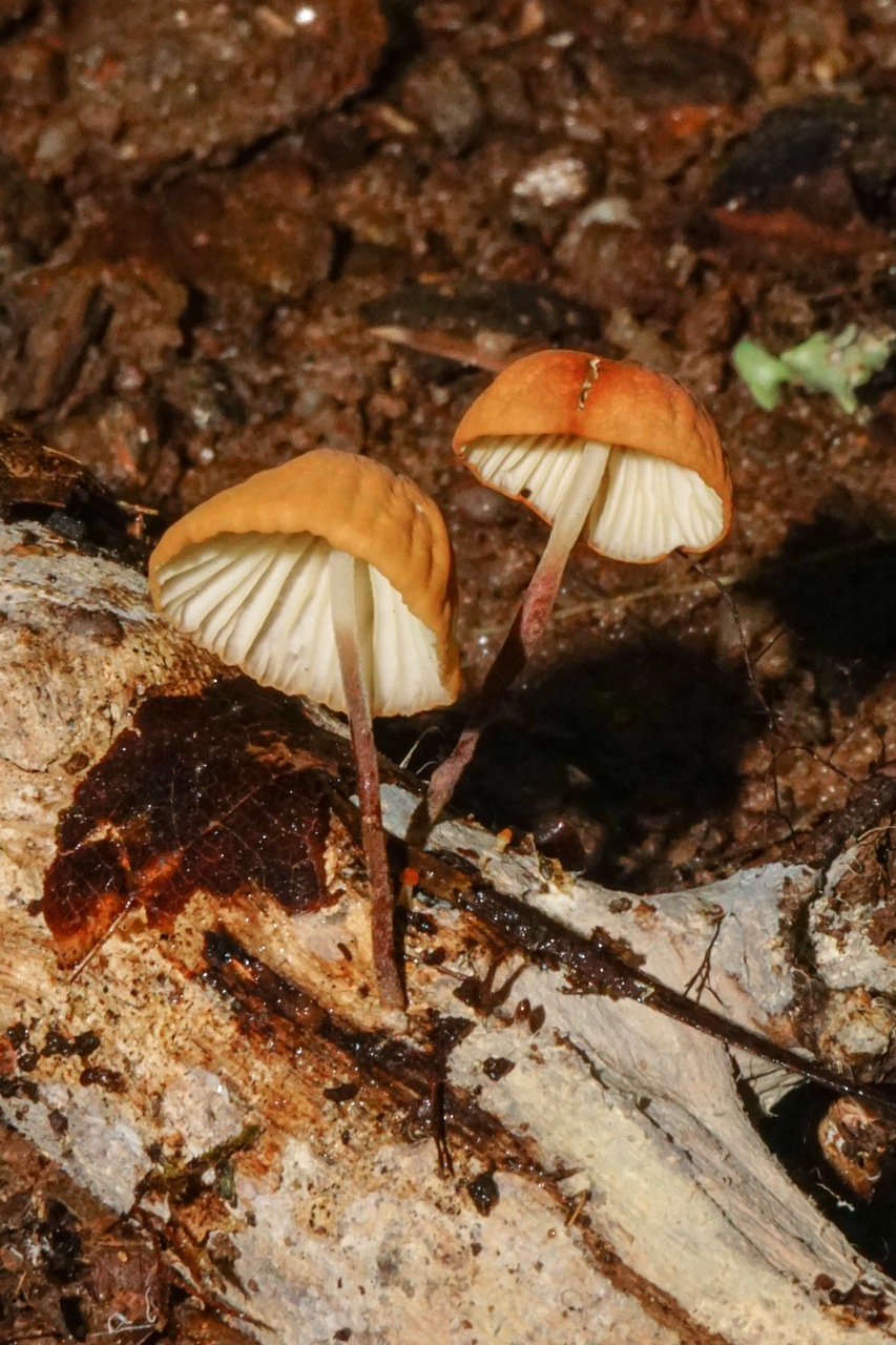 Observation mo-372959, Marasmius ciliatomarginatus