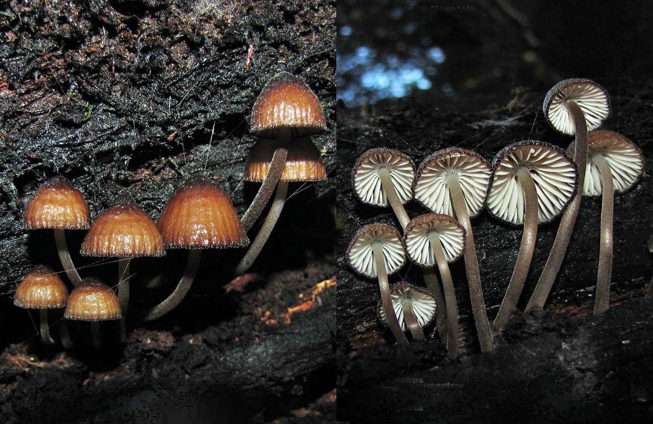Observation mo-373117, Mycena mulawaestris