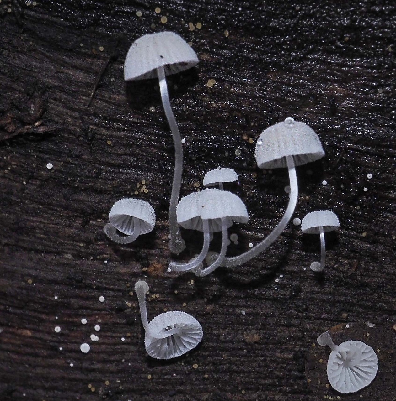 Observation mo-373155, Mycena pitereka
