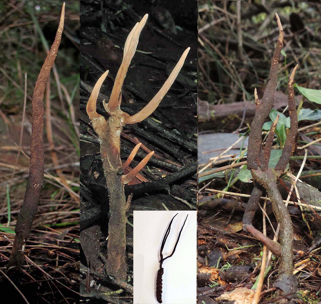 Observation mo-373346, Cordyceps robertsii
