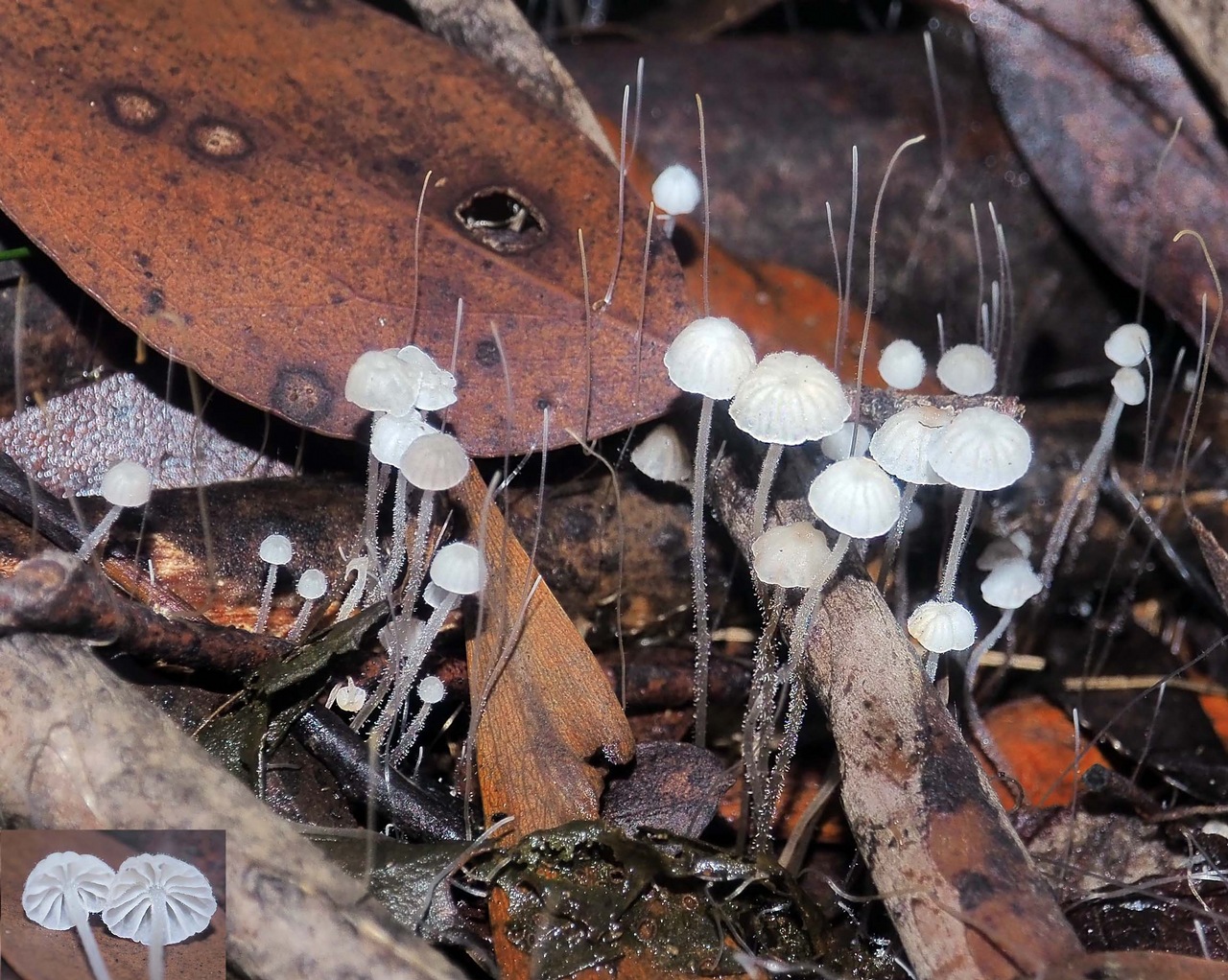 Observation mo-373352, Mycena maldea