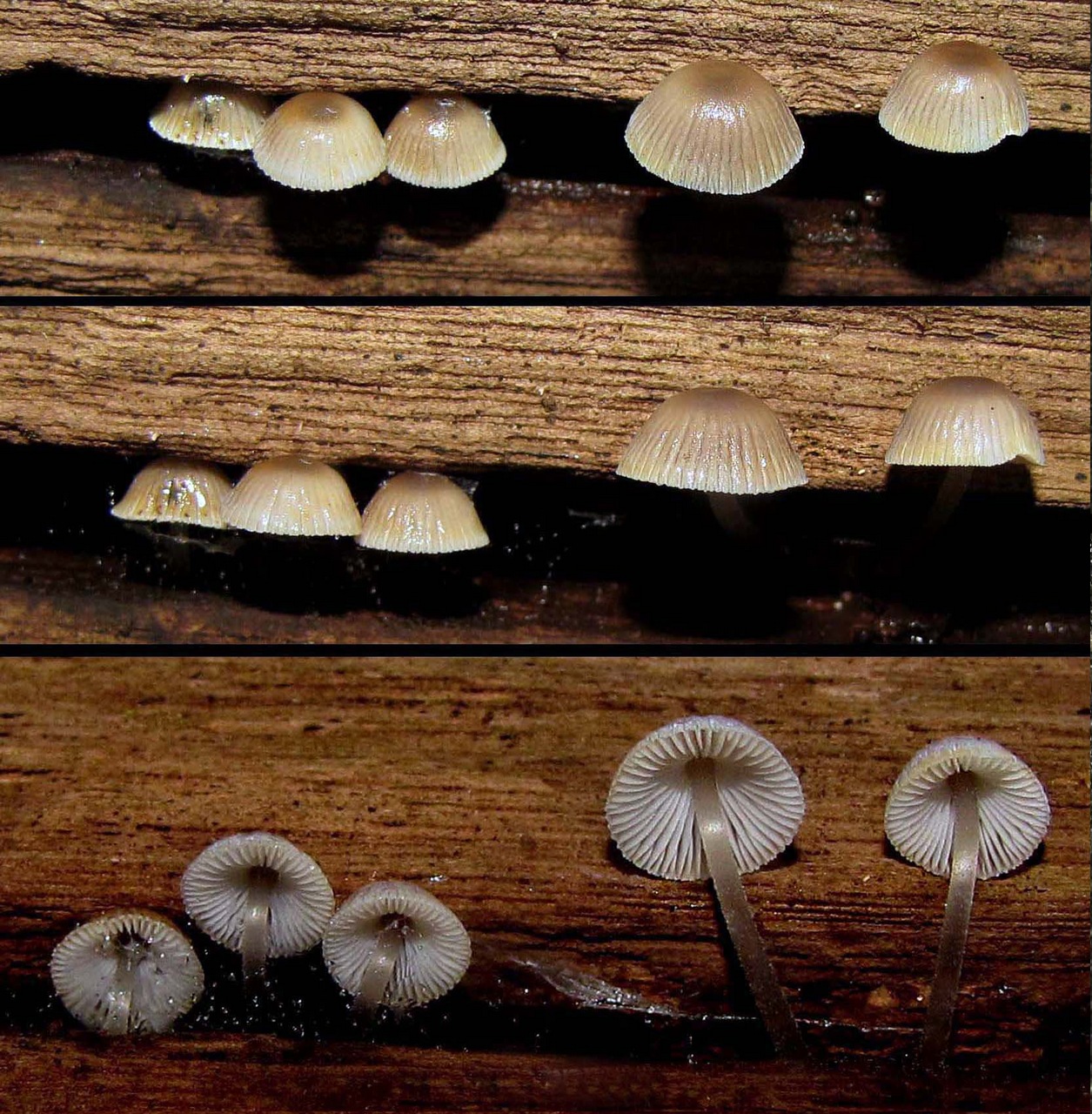 Observation mo-373672, Mycena fumosa