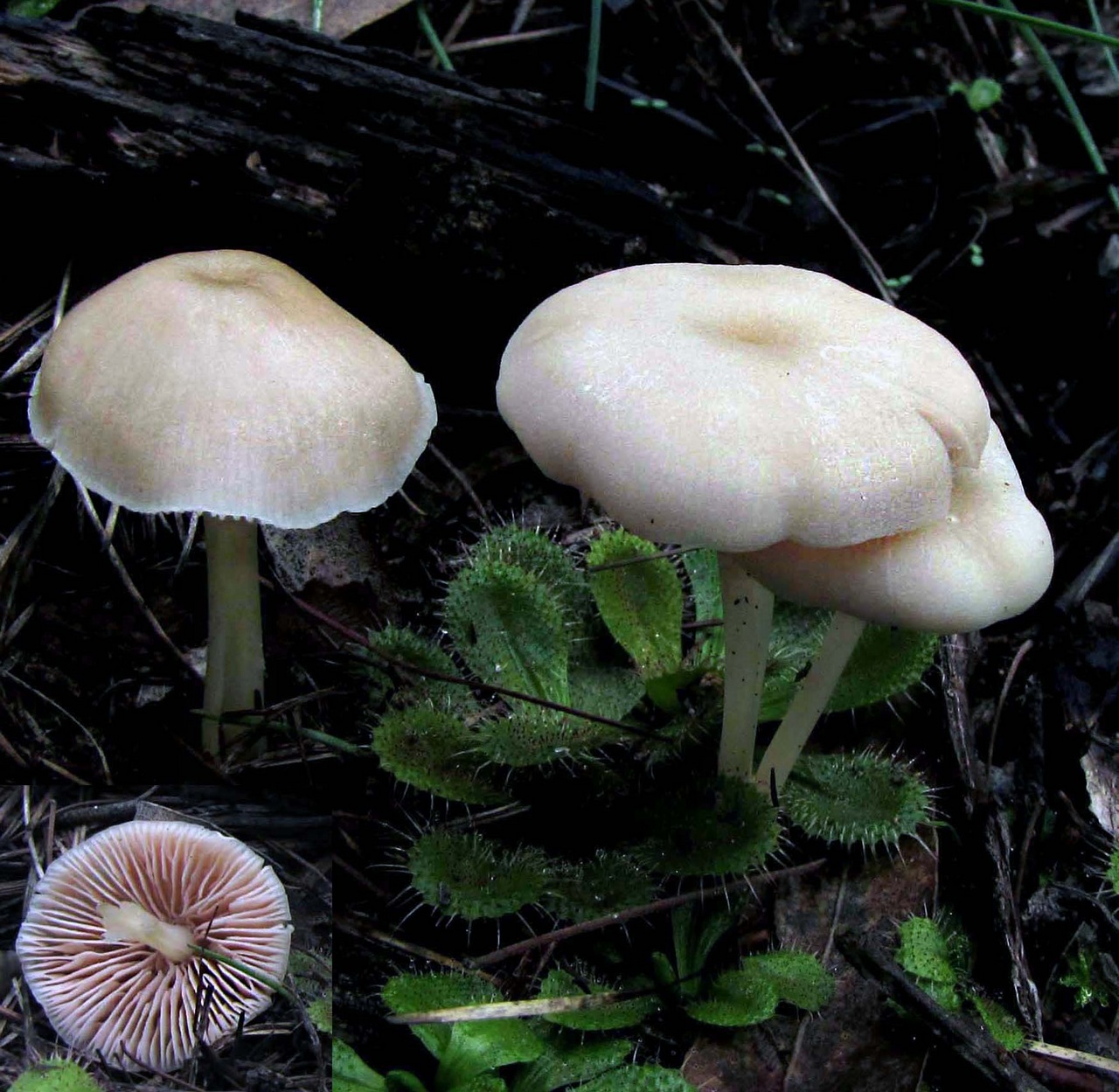 Observation mo-373903, Entoloma albidosimulans