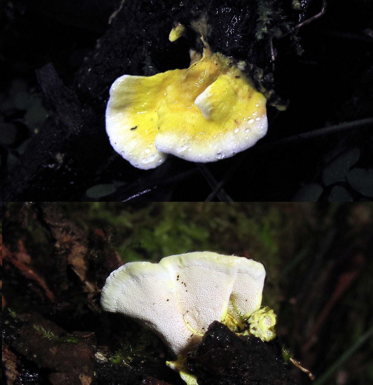 Observation mo-374044, Antrodiella citrea