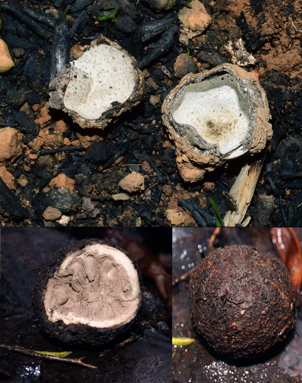 Observation mo-374170, Mesophellia glauca