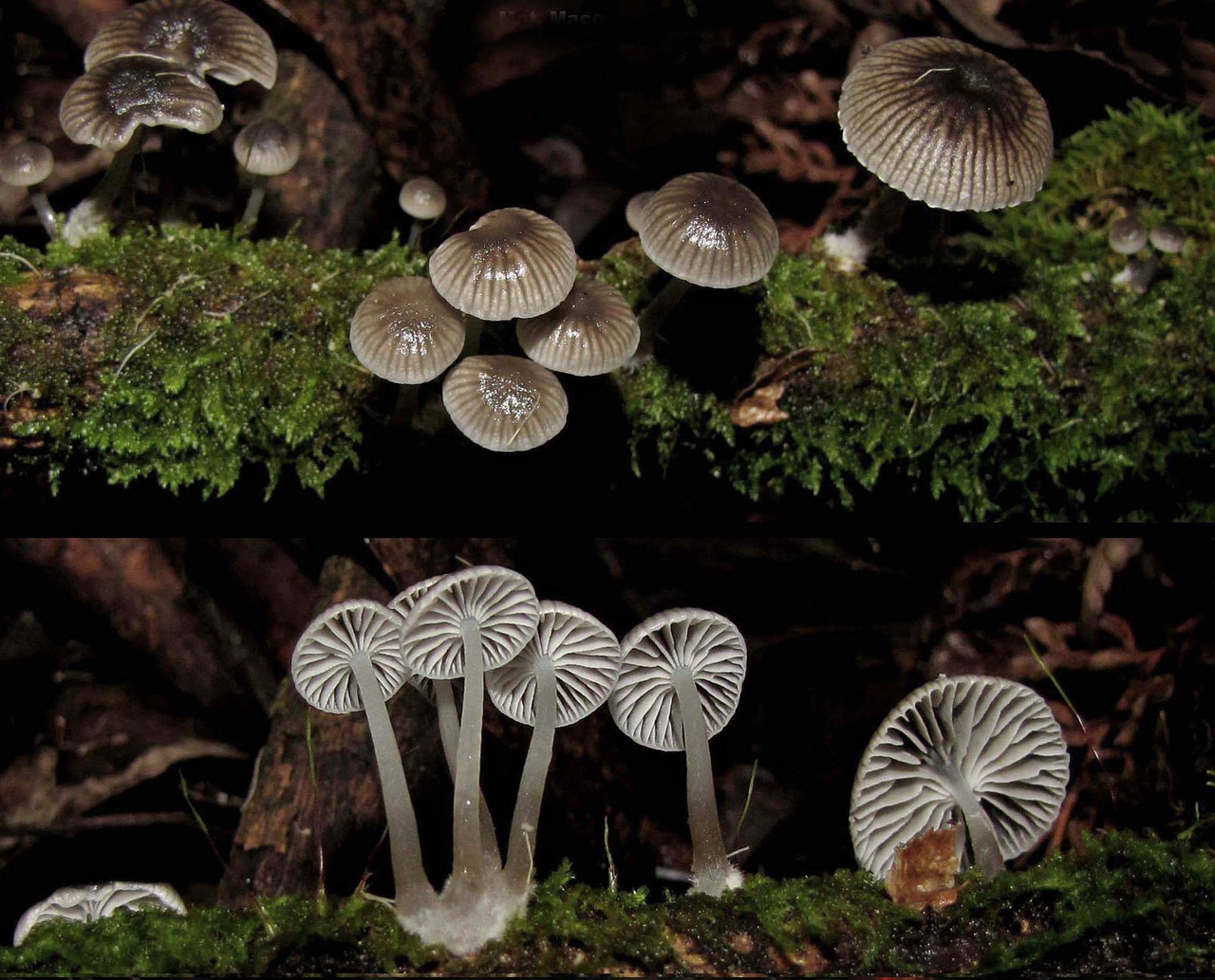 Observation mo-374357, Mycena subvulgaris