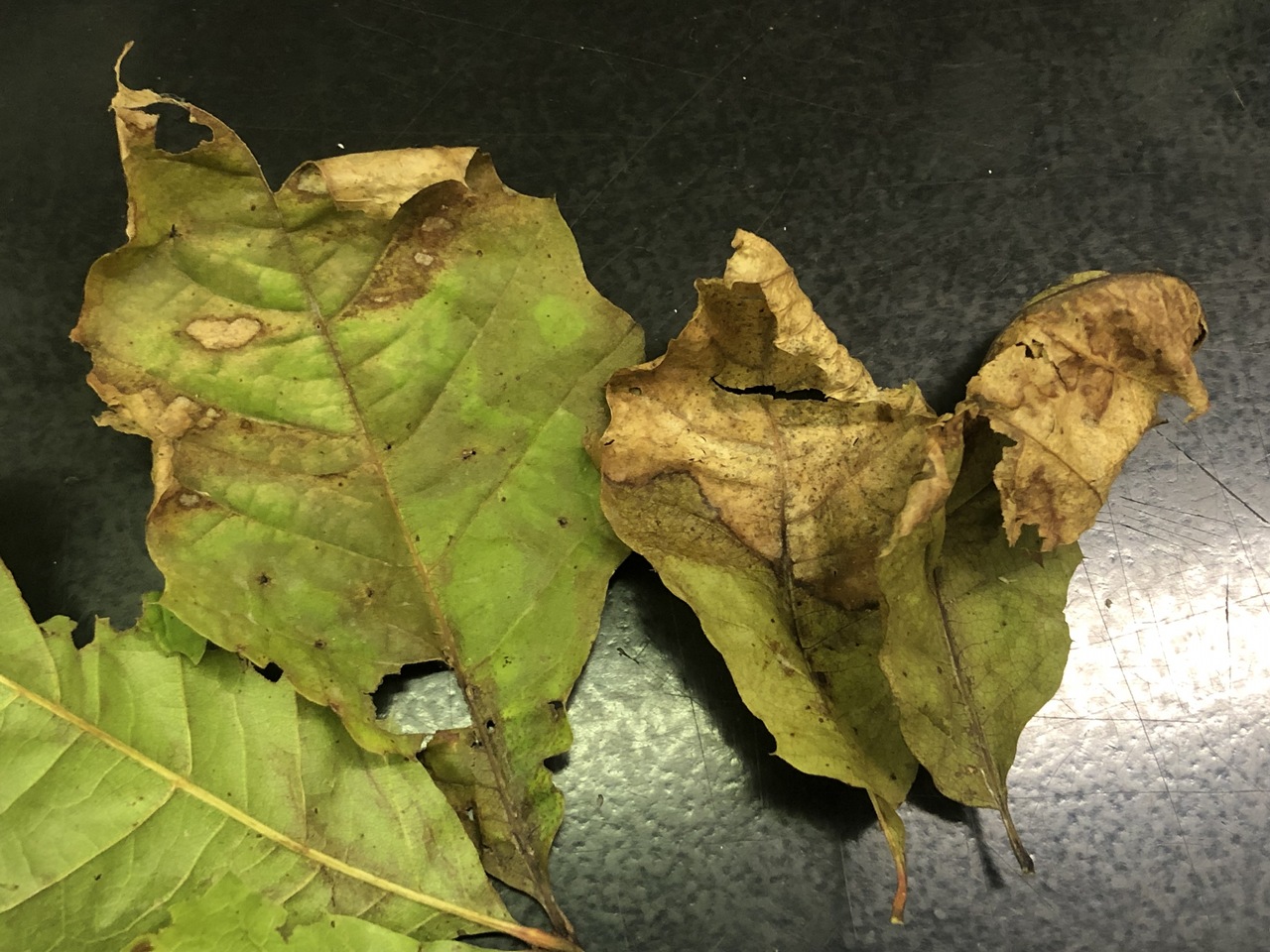 Observation mo-374379, Discula quercina