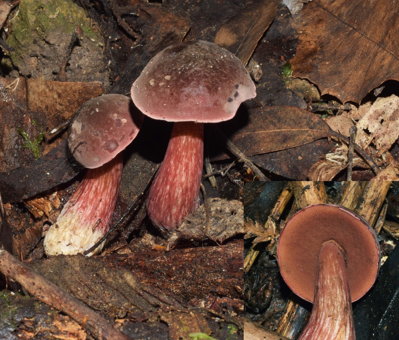Observation mo-374594, Boletus tasmanicus