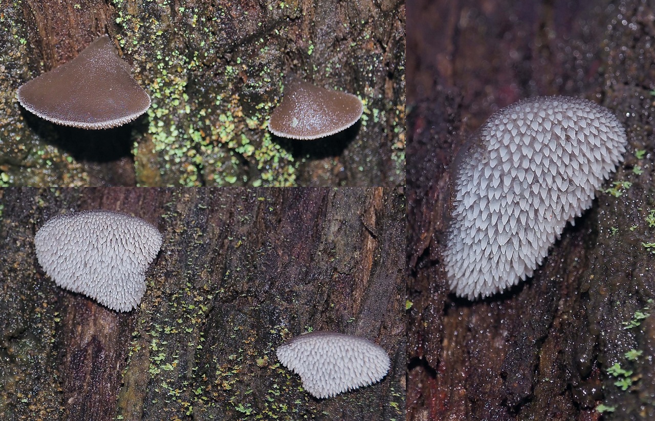 Observation mo-375094, Pseudohydnum gelatinosum