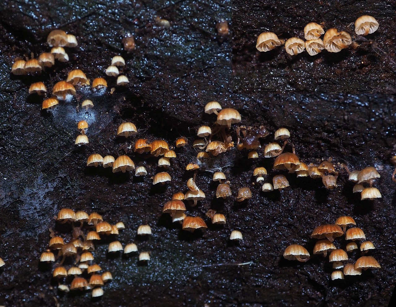 Observation mo-375386, Xeromphalina leonina